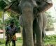 At 86, Kerala Elephant ‘Dakshayani’ All Set to Enter Guinness World Records