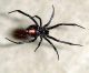 The dangerous Black Widow from Italy