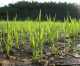 RSS to promote Organic Farming in Kerala, passes resolution for â€˜Swacch-Haritha – Sundara Keralam’